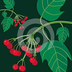 Viburnum background