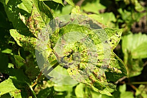 Viburnum beetle larvas and aphids
