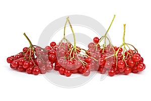 Viburnum berries photo