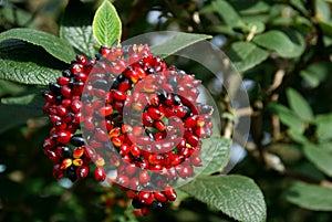 Viburnum Berries in Autumn