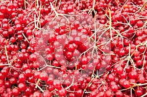 Viburnum berries background