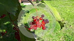Viburnum berries on a branch