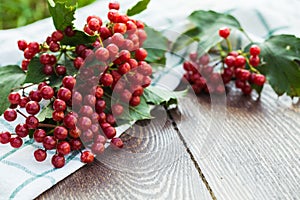Viburnum berries with bunches. Viburnum on wooden background