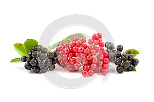 Viburnum berries and chokeberry