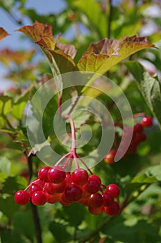 Viburnum berries close up, Selective focus on red berries.