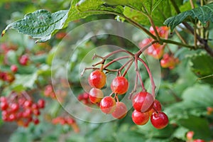 Viburnum berries closeup