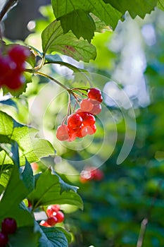 Viburnum berries grow in the garden