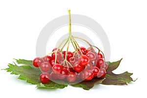 Viburnum berries and leaves photo