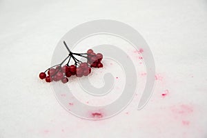 Viburnum berries in the snow