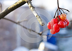 Viburnum berries at wintertime.