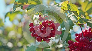 Viburnum berris also called kalyna grow on a branch in sunny summer day