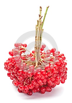 Viburnum berry