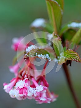 Viburnum Bodnantense Dawn