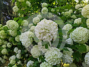 viburnum boulle-de-neig or viburnum opulus roseum and its white buds on the green branches of the plant.