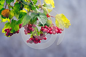 Viburnum branch with red berries and colorful autumn leaves on a blurred background