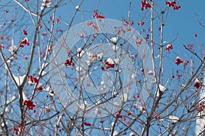 Viburnum bush with clusters of red berries