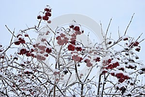 The viburnum Bush with red berries with snow