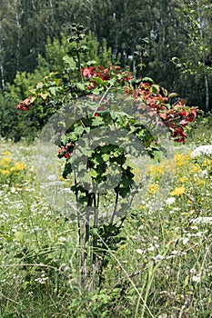 Viburnum bush. Viburnum opulus