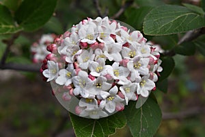 Viburnum x carlesii `Cayuga` Koreanspice Viburnum