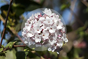 Viburnum carlessii `Aurora`