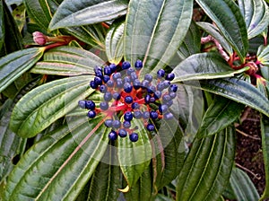 Viburnum Davidii Berries photo