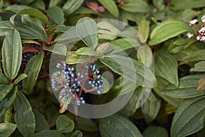 Viburnum davidii  close up