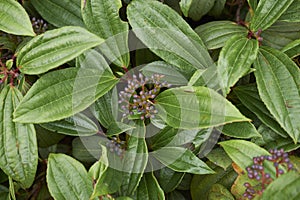 Viburnum davidii  close up