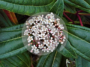 Viburnum Davidii Flowers