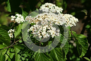 Viburnum dilatatum , linden viburnum