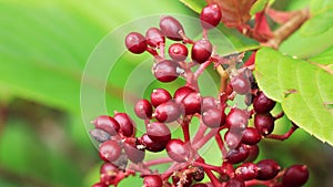 Viburnum dilatatum with red berries on the tree. Linden arrowwood or linden viburnum fruits swaying in the wind.