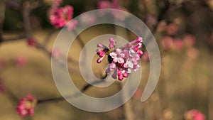 Viburnum farreri buds and flowers in a morning sunlight