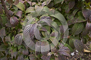 Viburnum farreri foliage close up