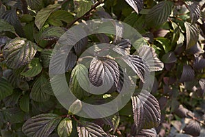 Viburnum farreri foliage close up