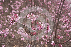 Viburnum farreri shrub in bloom