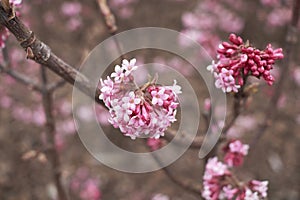 Viburnum farreri shrub in bloom