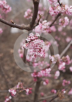 Viburnum farreri shrub in bloom