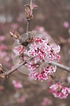 Viburnum farreri shrub in bloom