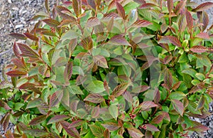 Viburnum farreri Viburnum fragrans - Farrer viburnum. Bush with bright leaves  before blooming