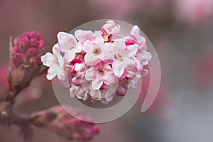 Viburnum farreri, winter snowball blossom