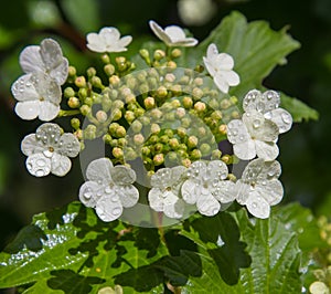 Viburnum flower with green leaves on sky background