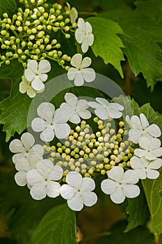 Viburnum flower with green leaves on sky background