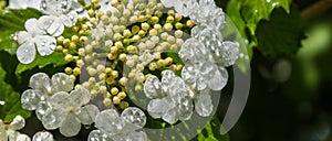 Viburnum flower with green leaves on sky background