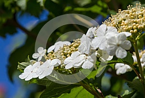 Viburnum flower with green leaves on sky background