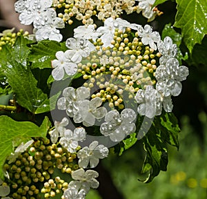 Viburnum flower with green leaves on sky background