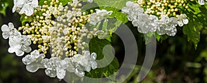 Viburnum flower with green leaves on sky background