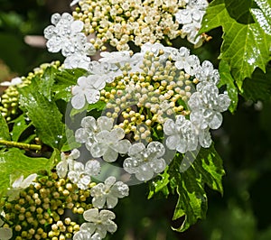 Viburnum flower with green leaves on sky background