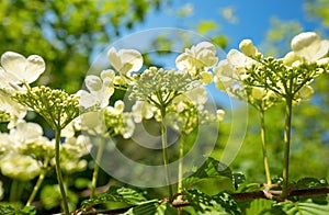 Viburnum flowers in close-up at Duivenvoorde estate