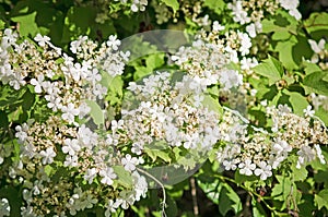Viburnum flowers VibÃºrnum Ã³pulus, closeup, selective focus. Useful plants are used in folk medicine