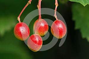 Viburnum fruits