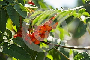 Viburnum fruits on the bush in the garden